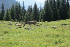 Flims-011