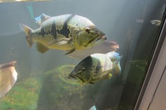 IMG_1408