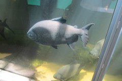 IMG_1409