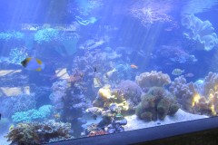 IMG_1410-1