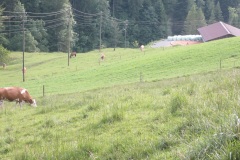 Kühe, Pferd und Pony auf der Weide