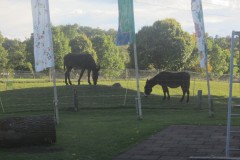 und vorbei an den immer neugierigen Eseln