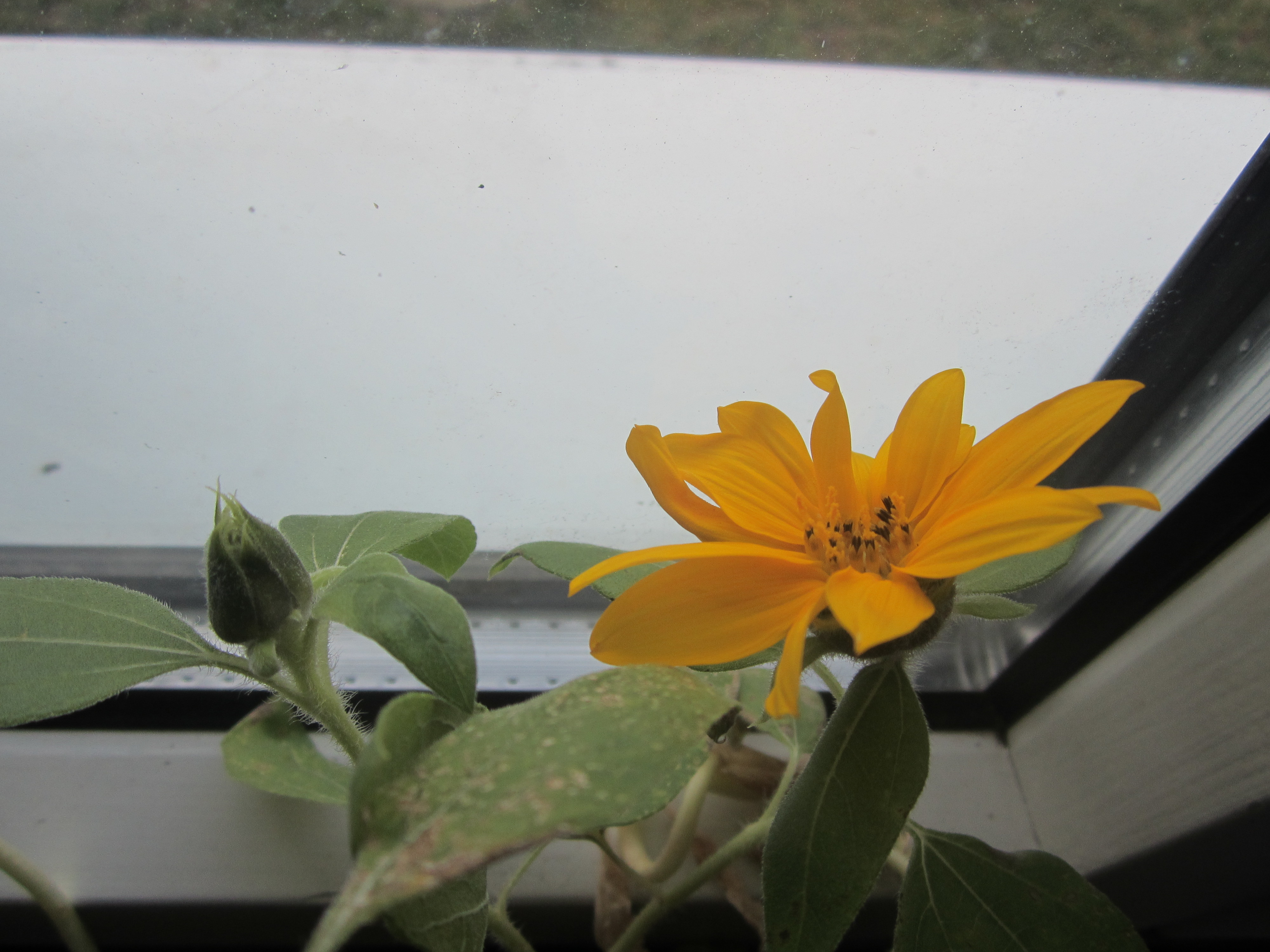 Sonnenblumen-Mitte-Sept-002