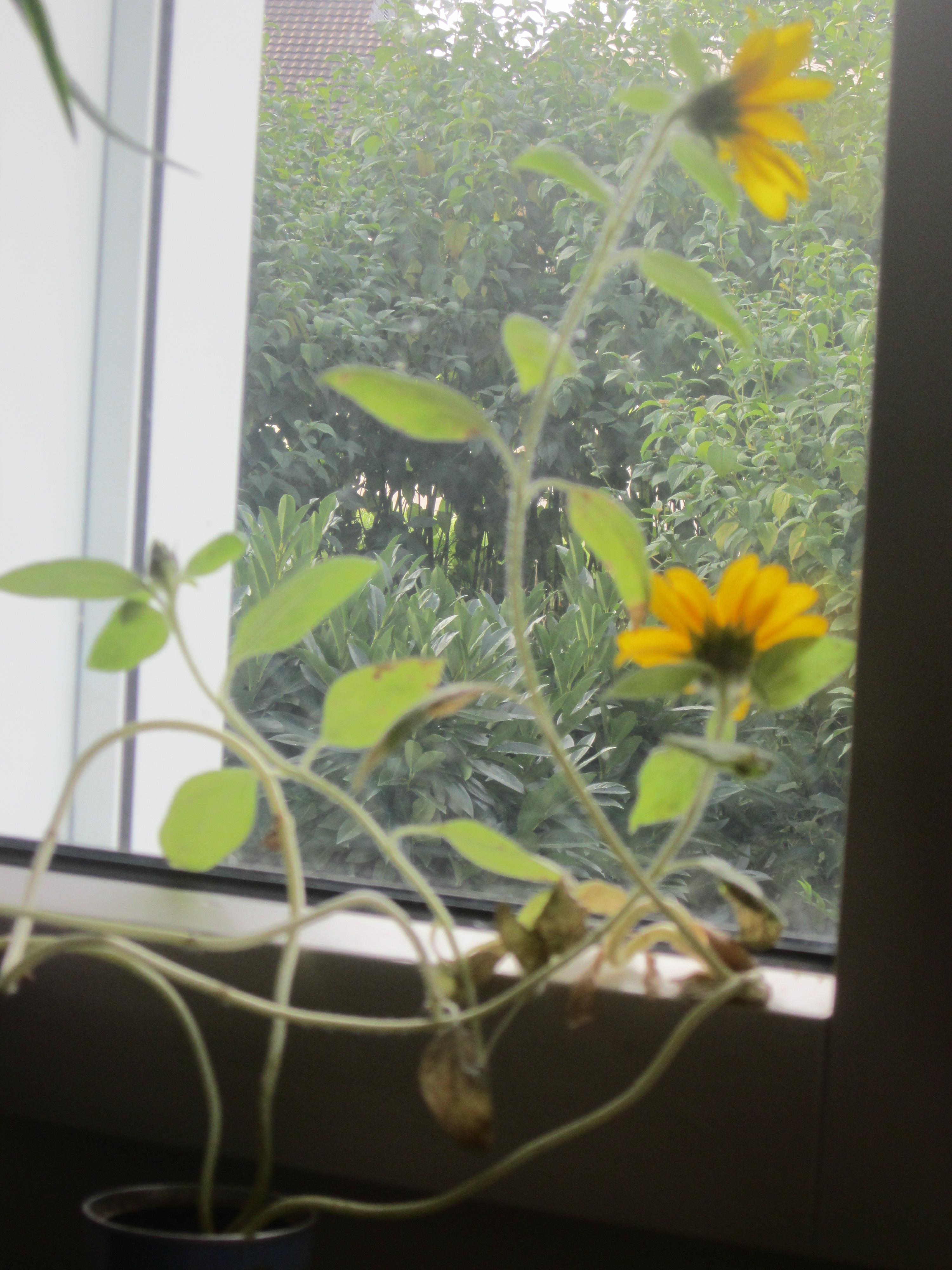 Sonnenblumen-Mitte-Sept-003