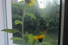 Sonnenblumen-Mitte-Sept-001