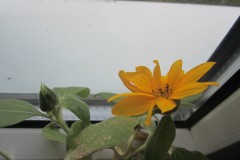 Sonnenblumen-Mitte-Sept-002