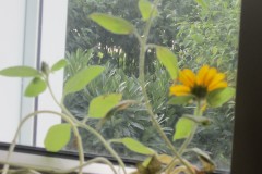 Sonnenblumen-Mitte-Sept-003