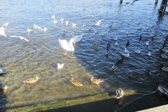 Greifensee-001