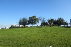 IMG_1250
