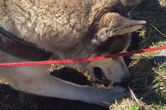 IMG-20160506-WA0051