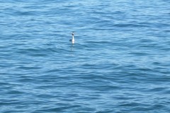 IMG_1231